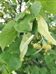 Tilia