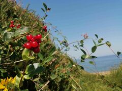 Lonicera periclymenum