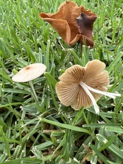 Conocybe apala