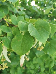 Tilia
