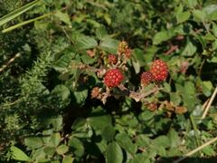 Rubus ulmifolius