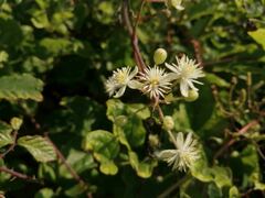 Clematis vitalba
