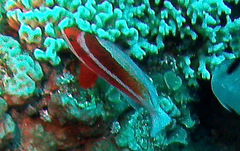 Pseudanthias taeniatus