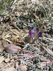 Astragalus argophyllus argophyllus