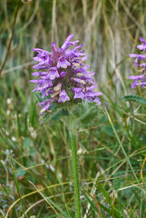 Betonica hirsuta