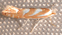 Phyllonorycter argentinotella