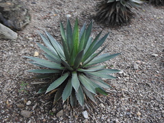 Agave obscura
