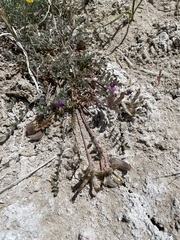 Astragalus argophyllus argophyllus