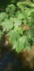 Acer rubrum image