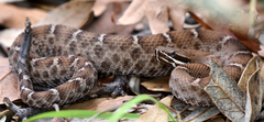 Crotalus willardi