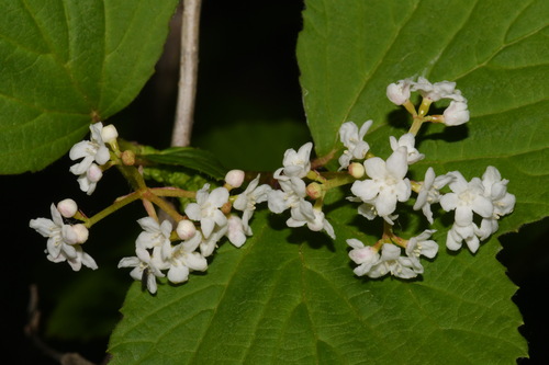 squashberry (Viburnum edule)