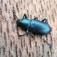 Menephilus cylindricus