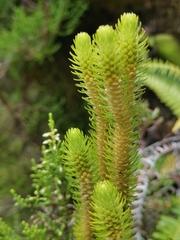 Phlegmariurus dentatus