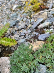 Artemisia umbelliformis