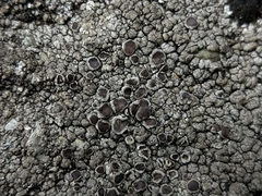 Protoparmelia badia
