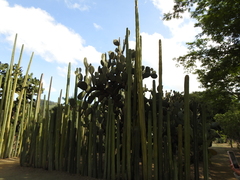 Lophocereus marginatus