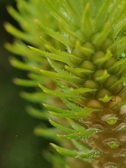 Phlegmariurus dentatus