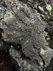 Protoparmelia badia