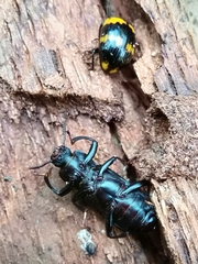 Menephilus cylindricus