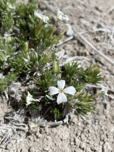 Phlox kelseyi ssp. salina