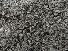Protoparmelia badia