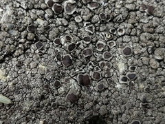 Protoparmelia badia