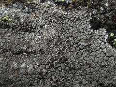 Protoparmelia badia