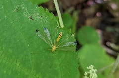 Hylobittacus apicalis