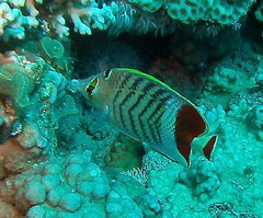 Chaetodon paucifasciatus
