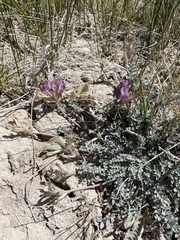 Astragalus argophyllus argophyllus