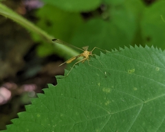 Hylobittacus apicalis