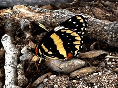 Chlosyne lacinia crocale