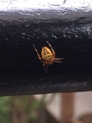Araneus diadematus