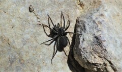 Pardosa groenlandica