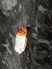 Chlosyne lacinia crocale