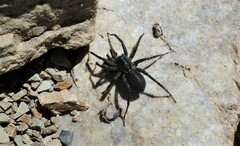 Pardosa groenlandica