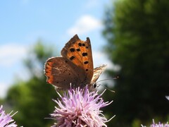 Lycaena phlaeas