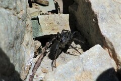 Pardosa groenlandica