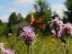 Lycaena phlaeas
