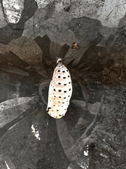 Chlosyne lacinia crocale