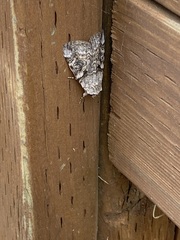 Sympistis chionanthi