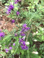 Vernonia acaulis