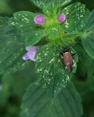 Adelphocoris triannulatus
