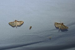Hileithia magualis