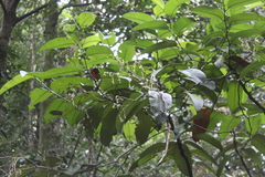 Schumacheria castaneifolia
