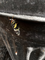 Chlosyne lacinia crocale