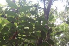 Schumacheria castaneifolia