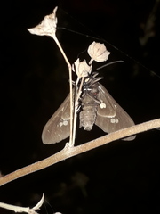 Euclera rubricincta