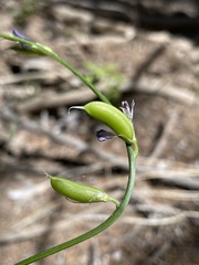 Astragalus toanus
