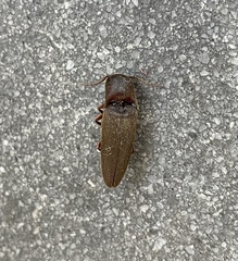 Diplostethus carolinensis